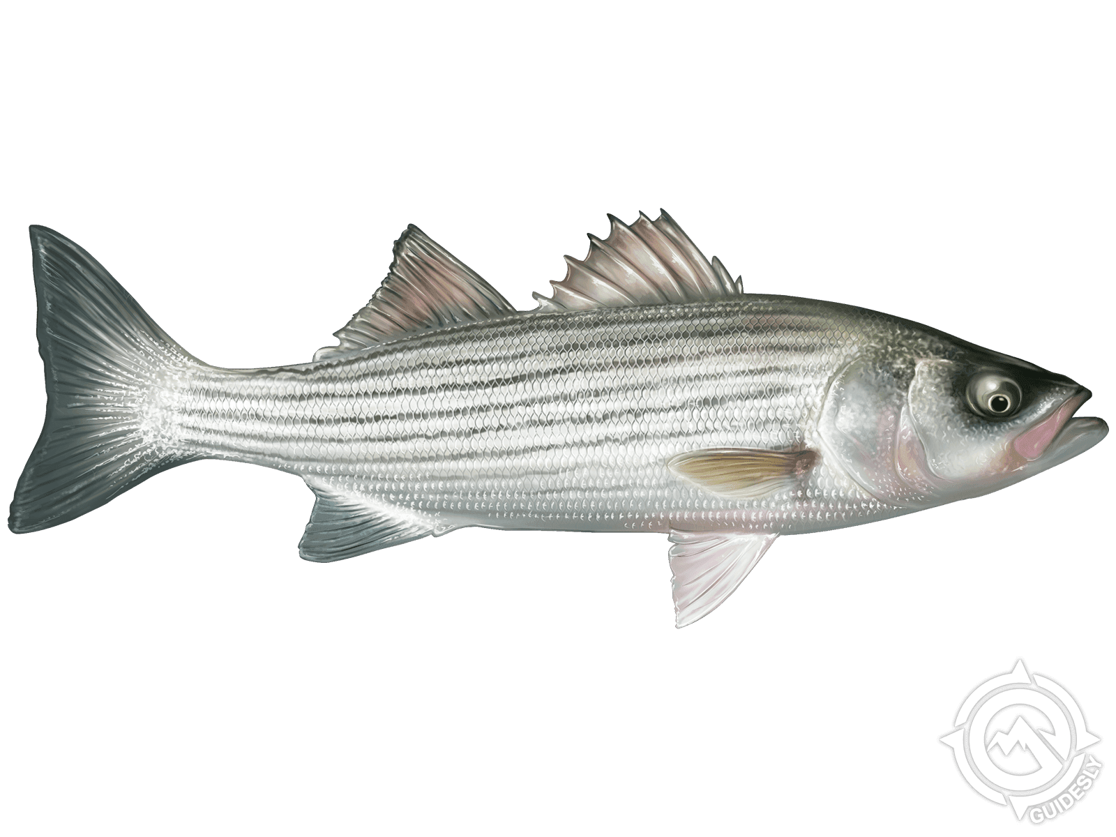 Striped Bass